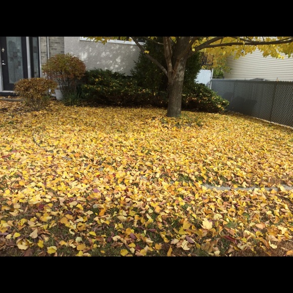 Meet your Posher, Mameline - Picture 1 of 1